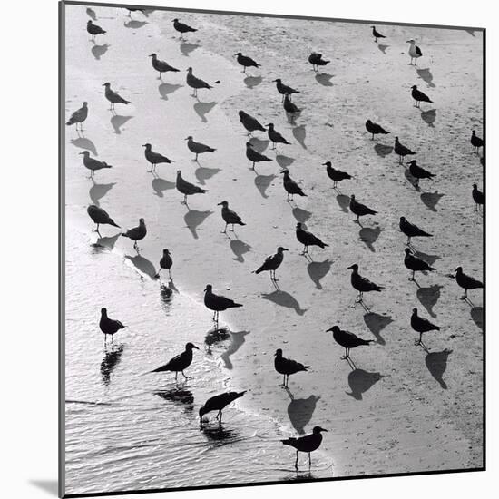 Escher's Seagulls-Michael Kahn-Mounted Giclee Print