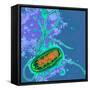 Escherichia Coli Bacterium-Dr. Linda Stannard-Framed Stretched Canvas