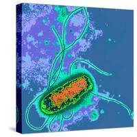 Escherichia Coli Bacterium-Dr. Linda Stannard-Stretched Canvas