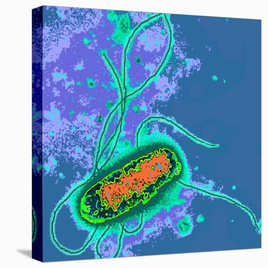 Escherichia Coli Bacterium-Dr. Linda Stannard-Stretched Canvas