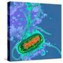 Escherichia Coli Bacterium-Dr. Linda Stannard-Stretched Canvas