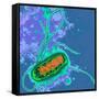 Escherichia Coli Bacterium-Dr. Linda Stannard-Framed Stretched Canvas