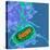 Escherichia Coli Bacterium-Dr. Linda Stannard-Stretched Canvas