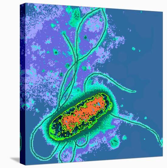 Escherichia Coli Bacterium-Dr. Linda Stannard-Stretched Canvas