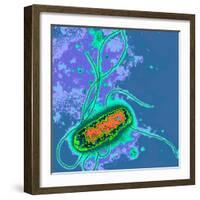 Escherichia Coli Bacterium-Dr. Linda Stannard-Framed Premium Photographic Print