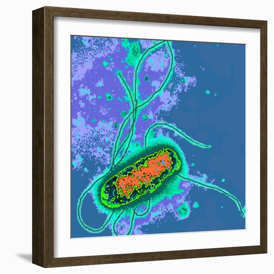 Escherichia Coli Bacterium-Dr. Linda Stannard-Framed Premium Photographic Print