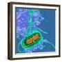 Escherichia Coli Bacterium-Dr. Linda Stannard-Framed Premium Photographic Print