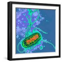 Escherichia Coli Bacterium-Dr. Linda Stannard-Framed Premium Photographic Print