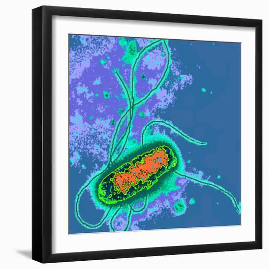 Escherichia Coli Bacterium-Dr. Linda Stannard-Framed Premium Photographic Print