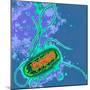 Escherichia Coli Bacterium-Dr. Linda Stannard-Mounted Premium Photographic Print