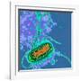 Escherichia Coli Bacterium-Dr. Linda Stannard-Framed Photographic Print