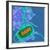 'Escherichia Coli Bacterium' Photographic Print - Dr. Linda Stannard ...