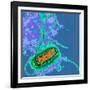 Escherichia Coli Bacterium-Dr. Linda Stannard-Framed Photographic Print