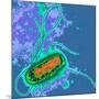 Escherichia Coli Bacterium-Dr. Linda Stannard-Mounted Photographic Print