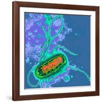 Escherichia Coli Bacterium-Dr. Linda Stannard-Framed Photographic Print