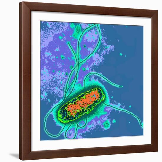 Escherichia Coli Bacterium-Dr. Linda Stannard-Framed Photographic Print