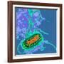 Escherichia Coli Bacterium-Dr. Linda Stannard-Framed Photographic Print