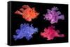 Eschmeyer's scorpionfish composite image showing variations-Georgette Douwma-Framed Stretched Canvas