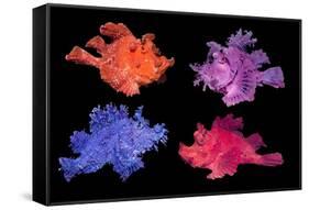 Eschmeyer's scorpionfish composite image showing variations-Georgette Douwma-Framed Stretched Canvas