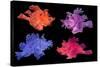 Eschmeyer's scorpionfish composite image showing variations-Georgette Douwma-Stretched Canvas