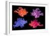 Eschmeyer's scorpionfish composite image showing variations-Georgette Douwma-Framed Photographic Print