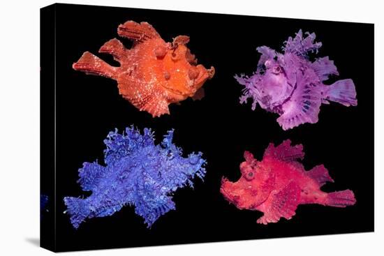 Eschmeyer's scorpionfish composite image showing variations-Georgette Douwma-Stretched Canvas