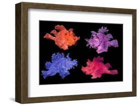 Eschmeyer's scorpionfish composite image showing variations-Georgette Douwma-Framed Photographic Print