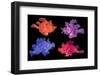 Eschmeyer's scorpionfish composite image showing variations-Georgette Douwma-Framed Photographic Print