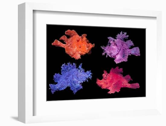 Eschmeyer's scorpionfish composite image showing variations-Georgette Douwma-Framed Photographic Print