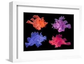 Eschmeyer's scorpionfish composite image showing variations-Georgette Douwma-Framed Photographic Print