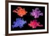 Eschmeyer's scorpionfish composite image showing variations-Georgette Douwma-Framed Photographic Print