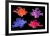 Eschmeyer's scorpionfish composite image showing variations-Georgette Douwma-Framed Photographic Print