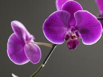 Purple Color Orchid in the Vase-eskay lim-Photographic Print