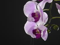 Purple Color Orchid in the Vase-eskay lim-Photographic Print