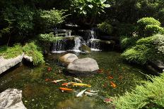 Japanese Variegated Carps Swimming in Garden Pond-eskay lim-Photographic Print