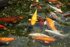 Japanese Variegated Carps Swimming in Garden Pond-eskay lim-Photographic Print