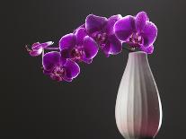 Purple Color Orchid in the Vase-eskay lim-Framed Photographic Print