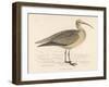 Eskimo Curlew-Reverend Francis O. Morris-Framed Art Print