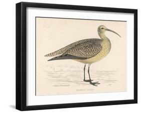 Eskimo Curlew-Reverend Francis O. Morris-Framed Art Print