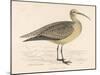 Eskimo Curlew-Reverend Francis O. Morris-Mounted Art Print