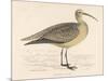 Eskimo Curlew-Reverend Francis O. Morris-Mounted Art Print