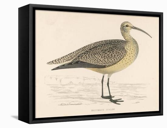 Eskimo Curlew-Reverend Francis O. Morris-Framed Stretched Canvas