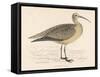 Eskimo Curlew-Reverend Francis O. Morris-Framed Stretched Canvas