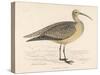 Eskimo Curlew-Reverend Francis O. Morris-Stretched Canvas