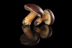 Edible Mushroooms-Eskymaks-Photographic Print