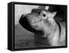 Esme, Two Month Old Hippopotamus, April 1973-null-Framed Stretched Canvas