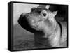 Esme, Two Month Old Hippopotamus, April 1973-null-Framed Stretched Canvas