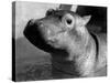 Esme, Two Month Old Hippopotamus, April 1973-null-Stretched Canvas