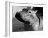 Esme, Two Month Old Hippopotamus, April 1973-null-Framed Photographic Print