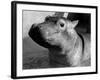 Esme, Two Month Old Hippopotamus, April 1973-null-Framed Photographic Print